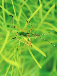 Close-up of insect on leaf