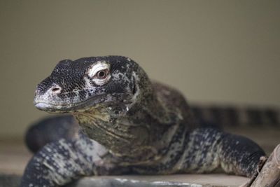 Close-up of an iguana