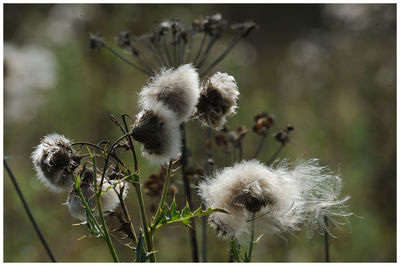 Close-up of dandelion against blurred background