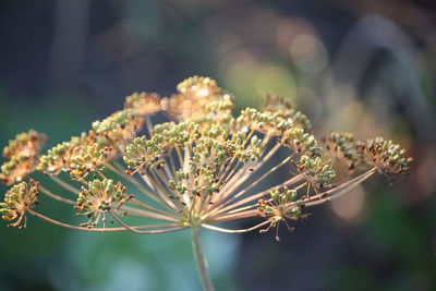 Close-up of white flowering plant