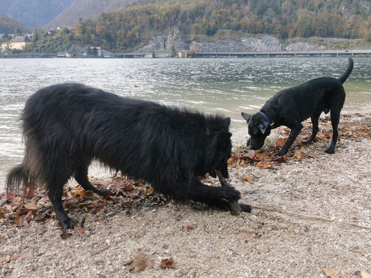 DOG STANDING IN A WATER