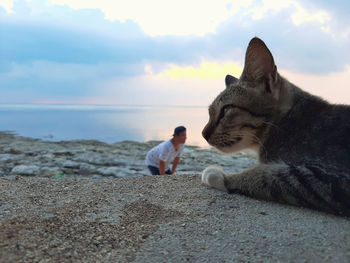 Close-up of cat at beach against sky during sunset