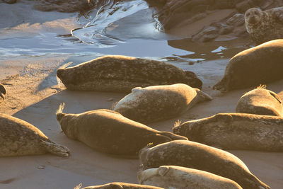 High angle view of rocks on beach