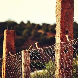 fence