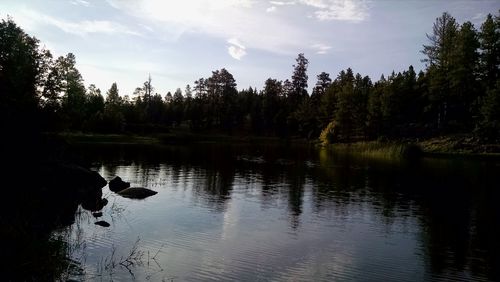 Silhouette trees by lake in forest against sky