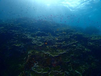 View of school of fish and coral reef