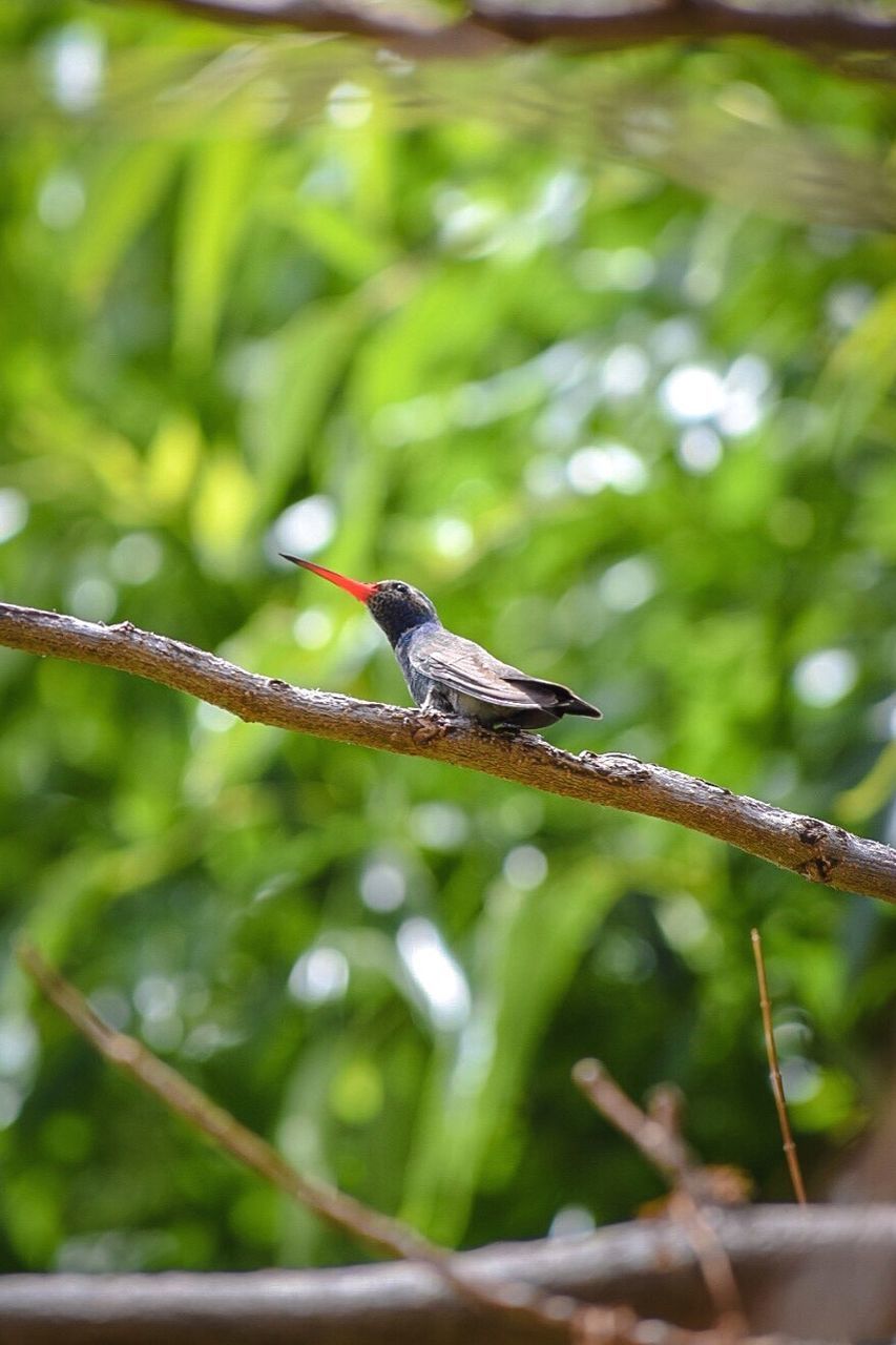 one animal, animals in the wild, animal themes, nature, animal wildlife, beauty in nature, no people, bird, tree, day, close-up, outdoors, kingfisher, perching