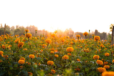 Close-up of yellow flowering plants on field against clear sky