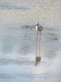 Seagull perching on a beach