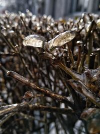 Close-up of dried plant on field