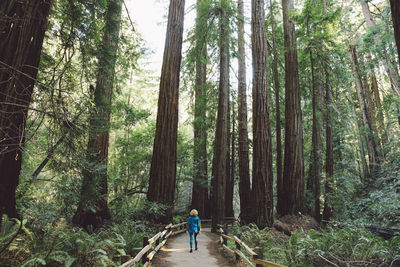 Rear view of woman walking amidst trees in forest