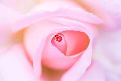 Macro shot of pink rose