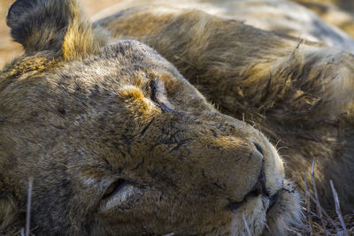 Close-up of cat sleeping