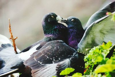 Close-up of bird perching on branch