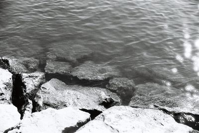 Close-up of lizard on beach