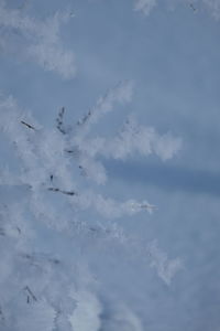 Low angle view of birds flying against sky