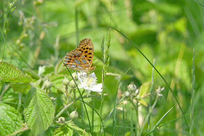 Butterfly on plant