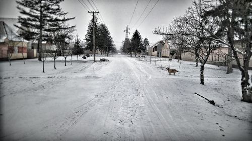 Road along trees