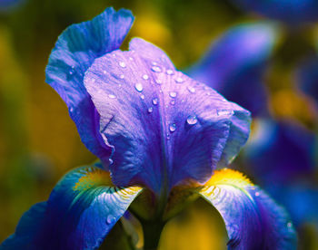 Close-up of wet purple flowering plant