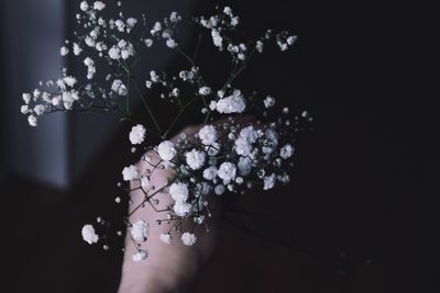 Close-up of hand holding white flowering plant against black background