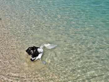 High angle view of dog swimming in sea