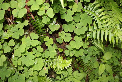 Leaves floating on pond