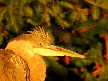 Close-up of a bird