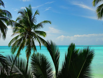 Palm tree by sea against sky