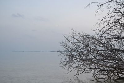 Bird on tree against sky