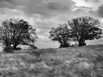 Tree on field against sky