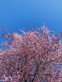 Low angle view of cherry blossom against blue sky