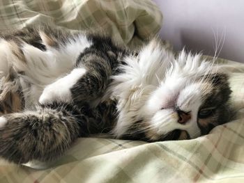 Cat sleeping on bed