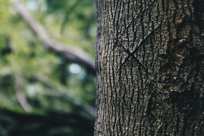Close-up of tree stump