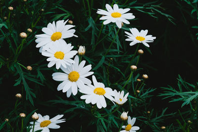 Close-up of white daisy flowers