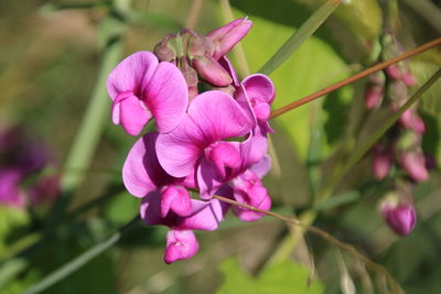 Close-up of pink flowering plant