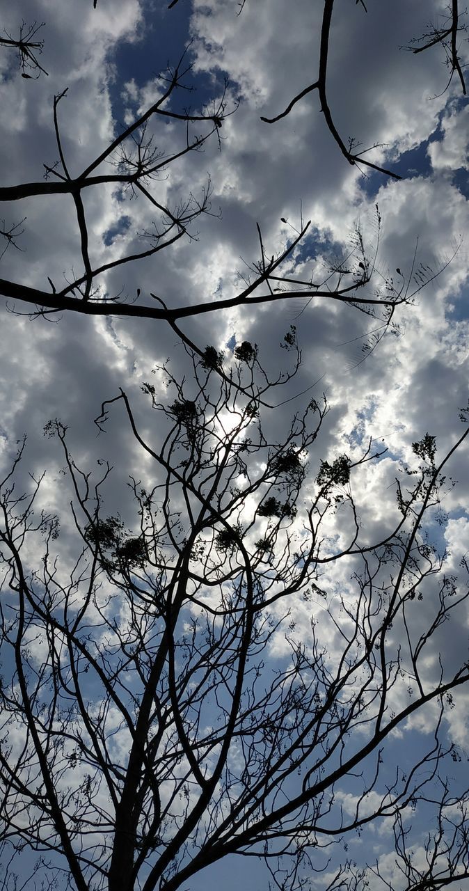 LOW ANGLE VIEW OF SILHOUETTE BARE TREES AGAINST SKY