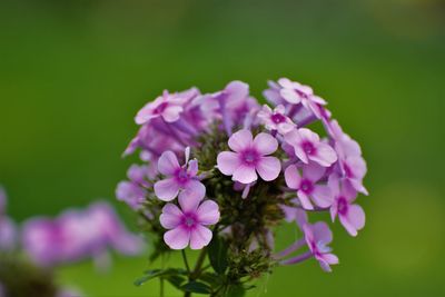 Close-up of purple flowers blooming outdoors