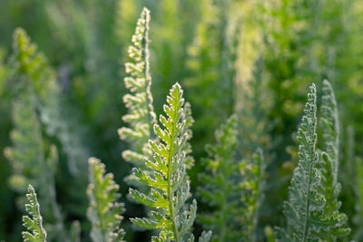 Close-up of fresh grenn fern leaves, full frame