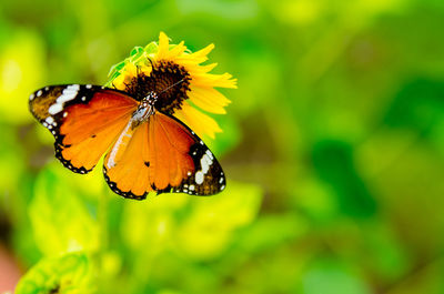 Close-up of butterfly on yellow leaf