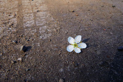 High angle view of white flowering plant on sand