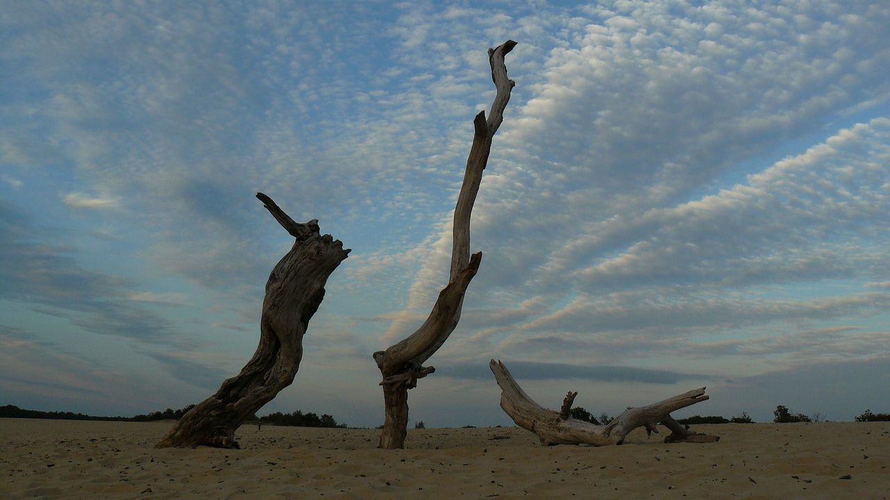 DEAD TREE IN SAND