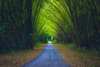 Road amidst trees in forest