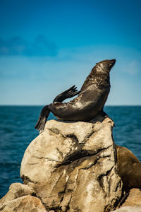 Close-up of bird perching on rock by sea against sky