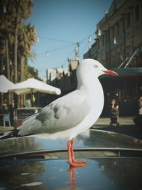 Close-up of seagull perching on a water