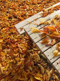 Close-up of yellow leaves