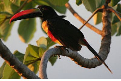 Close-up of bird perching on branch
