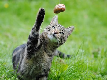 Close-up of cat playing