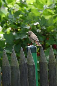 Close-up of bird perching on wooden post