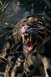 Close-up of cat yawning