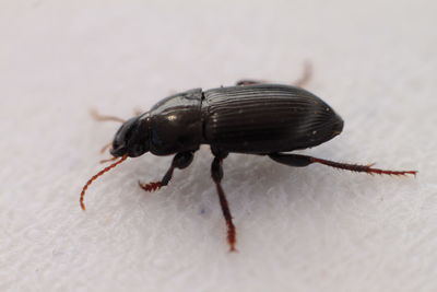 Macro shot of beetle on white background